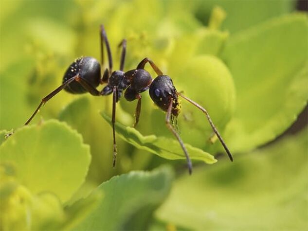 skruzdėlės nuo prostatito
