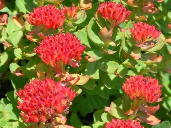 Rhodiola rosea prostatito gydymui